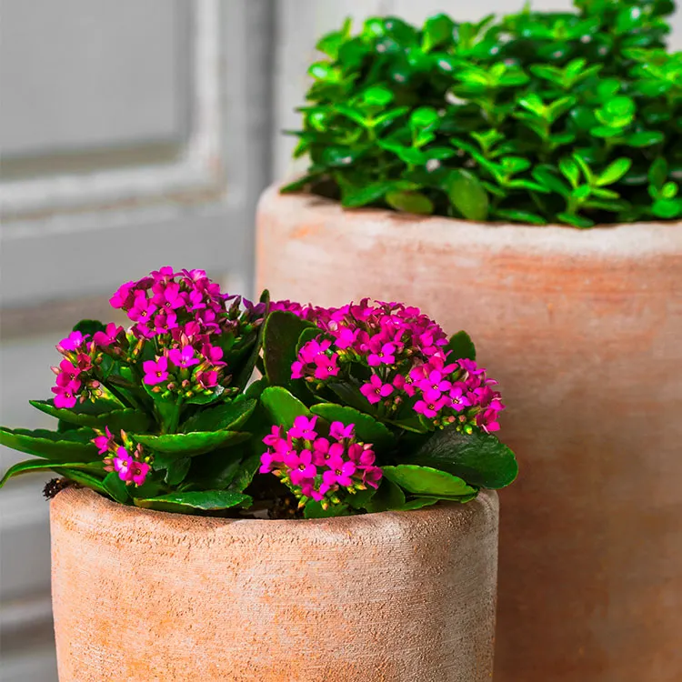 Campania Abrielle Planter - Terra Nova - Set of 2